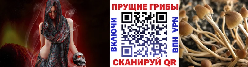 Галлюциногенные грибы Cubensis как найти закладки Байкальск
